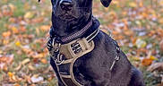Baylee participe au concours pour gagner de l'argent avec cette photo : dog, puppy, black_dog, outdoor, autumn, fall_leaves, park, grass, harness, sitting, portrait, pet, canine, floppy_ears, brown_eyes, cute, alert, nature, vertical_photo, leaf_litter