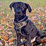 dog, puppy, black_dog, outdoor, autumn, fall_leaves, park, grass, harness, sitting, portrait, pet, canine, floppy_ears, brown_eyes, cute, alert, nature, vertical_photo, leaf_litter