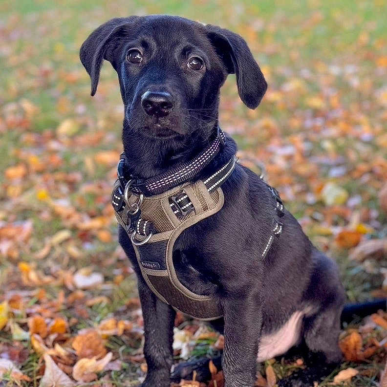 Baylee