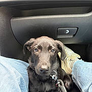 Baylee a rejoint le concours — aidez-le/la à gagner de superbes lots ! puppy, dog, black_dog, pet, animal, car, vehicle, interior, dashboard, glove_compartment, leash, collar, sitting, portrait, close_up, brown_eyes, floppy_ears, black_fur, denim, travel