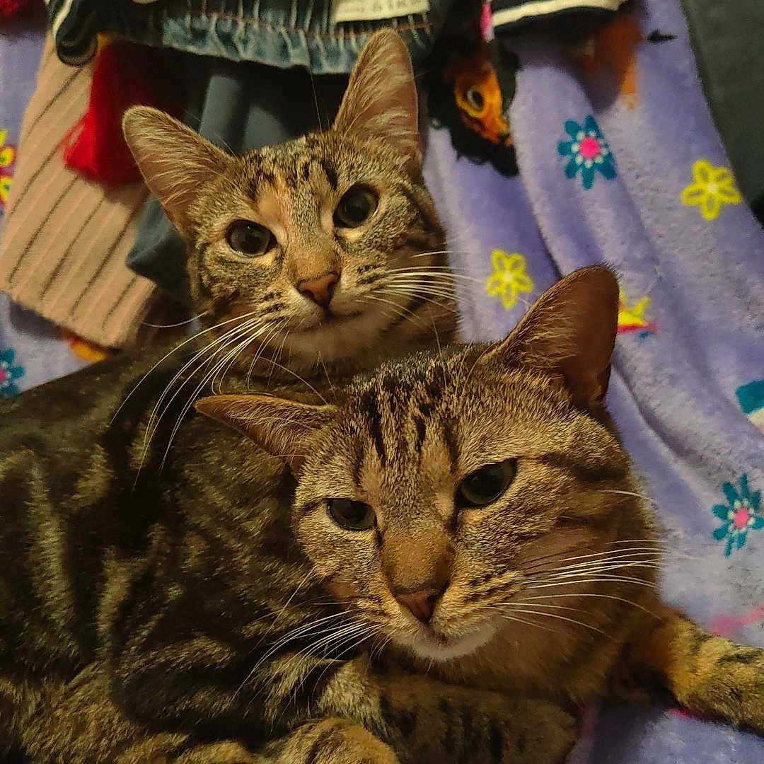 Espoir participe au concours pour gagner de l'argent avec cette photo : abyssinian, animal, applique, bed, blanket, cat, couch, cushion, furniture, homedecor, kitten, laundry, linen, manx, person, pet, quilt, siamese, sleeping, towel
