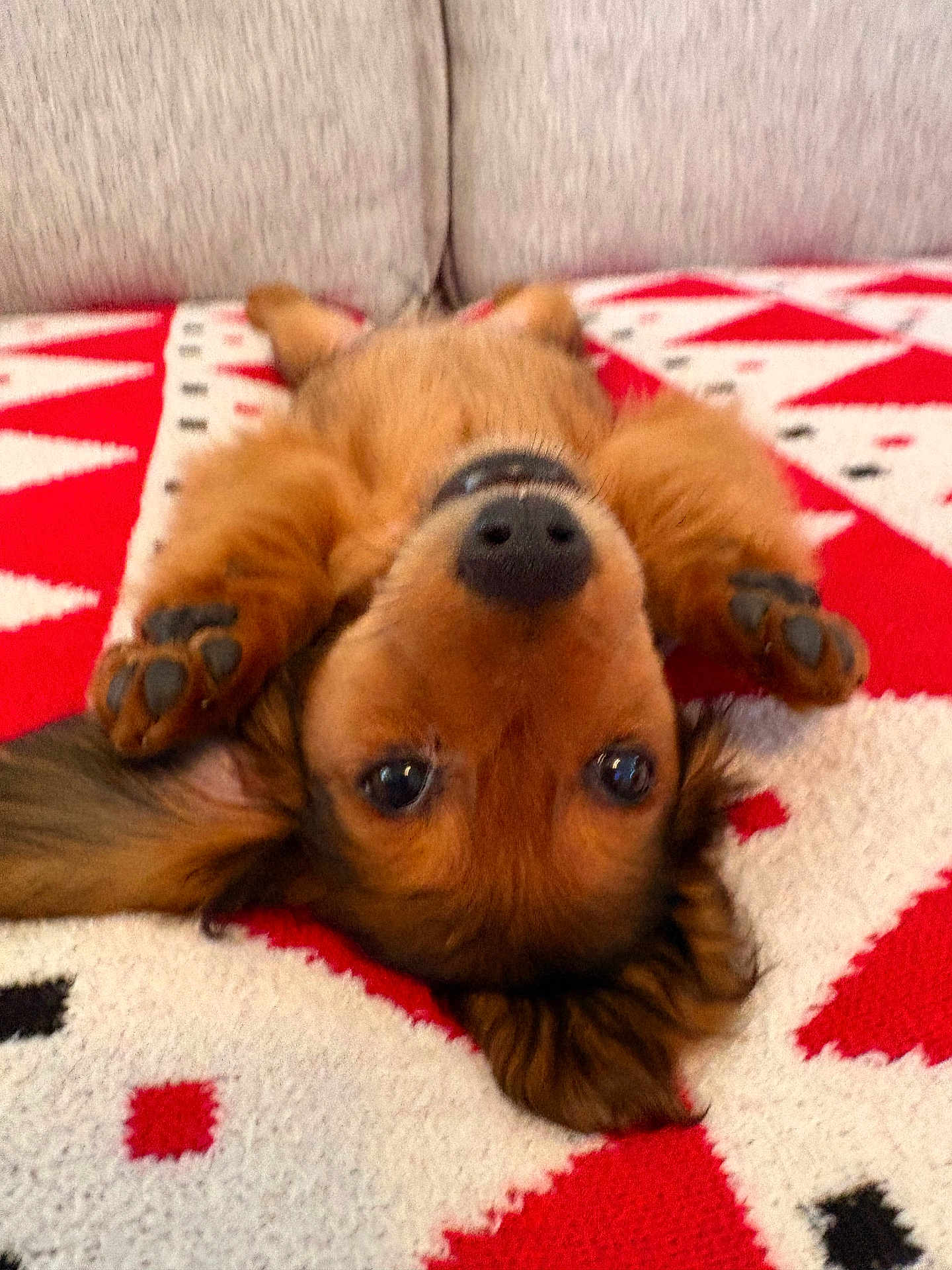 Archie joined the competition — help win amazing prizes! dog, puppy, lying_down, blanket, red, white, pattern, cute, pet, fur, ears, paws, indoor, cozy, animal, looking_at_camera, playful, relaxed, nose, face