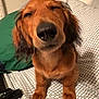 Archie is registered to the contest to win money with this photo: dog, dachshund, pet, animal, bed, blanket, indoor, sleepy, fur, ears, nose, paws, resting, cute, cozy, closeup, portrait, brown, long_hair, smiling