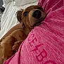 dog, brown_dog, pet, animal, person, pink_shirt, bed, bedding, cozy, indoor, resting, cute, snuggle, close_up, fur, muzzle, ear, paw, relaxation, comfort