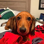 Archie is registered to the contest to win money with this photo: dog, dachshund, bed, blanket, red_cloth, brown_fur, pet, animal, indoor, cute, close_up, face, ears, nose, paw, fur, looking, lying, domestic_animal, cozy