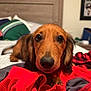 dog, dachshund, bed, blanket, red_cloth, brown_fur, pet, animal, indoor, cute, close_up, face, ears, nose, paw, fur, looking, lying, domestic_animal, cozy