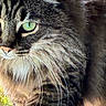 Haru is registered to the contest to win money with this photo: animal, cat, close_up, cute, domestic_animal, face, feline, fur, green_eyes, indoor, looking_away, mammal, natural_light, pet, portrait, soft_fur, tabby_cat, texture, whiskers, window