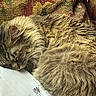 Haru is registered to the contest to win money with this photo: blanket, cat, close_up, cozy, curled_up, cute, domestic_animal, fluffy, fur, indoor, nap, paper, patterned, pet, relaxation, resting, sleeping, soft, tabby, whiskers