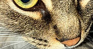 Haru is registered to the contest to win money with this photo: animal, cat, close_up, cute, detail, domestic_cat, eyes, face, feline, focused, fur, indoor, muzzle, pet, portrait, sharp, tabby, texture, whiskers, yellow_eyes