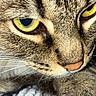 animal, cat, close_up, cute, detail, domestic_cat, eyes, face, feline, focused, fur, indoor, muzzle, pet, portrait, sharp, tabby, texture, whiskers, yellow_eyes
