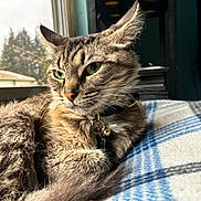 Haru joined the competition — help win amazing prizes! animal, bell, blanket, cat, closeup, collar, cozy, daylight, feline, fur, home, indoor, pet, portrait, relaxed, resting, soft_light, tabby, whiskers, window