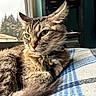 animal, bell, blanket, cat, closeup, collar, cozy, daylight, feline, fur, home, indoor, pet, portrait, relaxed, resting, soft_light, tabby, whiskers, window
