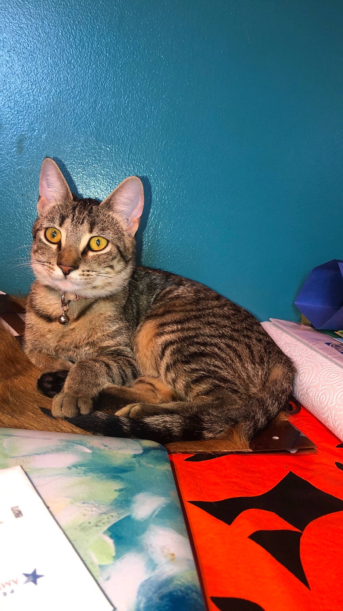 Ham joined the competition — help win amazing prizes! carnivore, cat, comfort, curious, domestic_short_haired_cat, felidae, fur, paint, paw, sitting, small_to_medium_sized_cats, visual_arts, whiskers