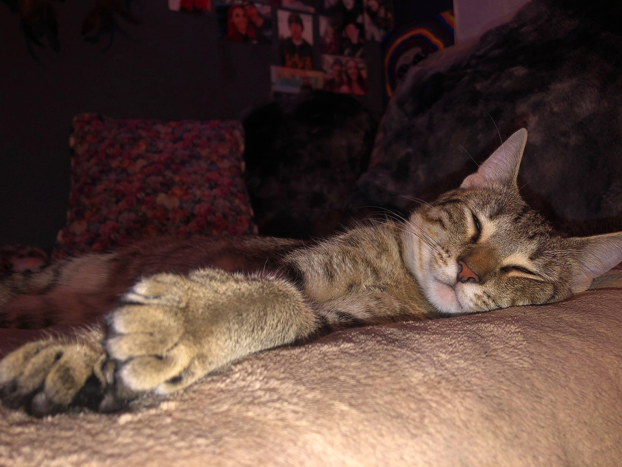 Ham joined the competition — help win amazing prizes! carnivore, cat, claw, cloud, comfort, couch, domestic_short_haired_cat, felidae, fur, grey, nap, paw, room, sleep, small_to_medium_sized_cats, snout, tail, tree, whiskers, wood