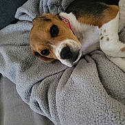 Bullie a rejoint le concours — aidez-le/la à gagner de superbes lots ! animal, beagle, black_and_tan, blanket, brown_and_white, close_up, cozy, cute, dog, gray_blanket, indoors, lying_down, pet, pink_collar, portrait, puppy, relaxed, sleepy, spotted_paws, tricolor