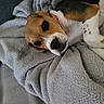 animal, beagle, black_and_tan, blanket, brown_and_white, close_up, cozy, cute, dog, gray_blanket, indoors, lying_down, pet, pink_collar, portrait, puppy, relaxed, sleepy, spotted_paws, tricolor