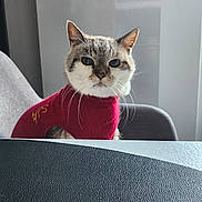 Gribouille a rejoint le concours — aidez-le/la à gagner de superbes lots ! cat, feline, pet, sweater, clothing, whiskers, ears, eyes, fur, indoor, chair, table, portrait, sitting, looking_at_camera, cute, domestic_pet, cozy, home_interior, neckwear