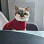 cat, feline, pet, sweater, clothing, whiskers, ears, eyes, fur, indoor, chair, table, portrait, sitting, looking_at_camera, cute, domestic_pet, cozy, home_interior, neckwear