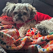 Thumper joined the competition — help win amazing prizes! animal, blanket, colorful_blanket, comfort, couch, cozy, curly_fur, cute, dog, fluffy, fur, home, indoor, pet, red_sweater, relaxing, resting, small_dog, textile, warm