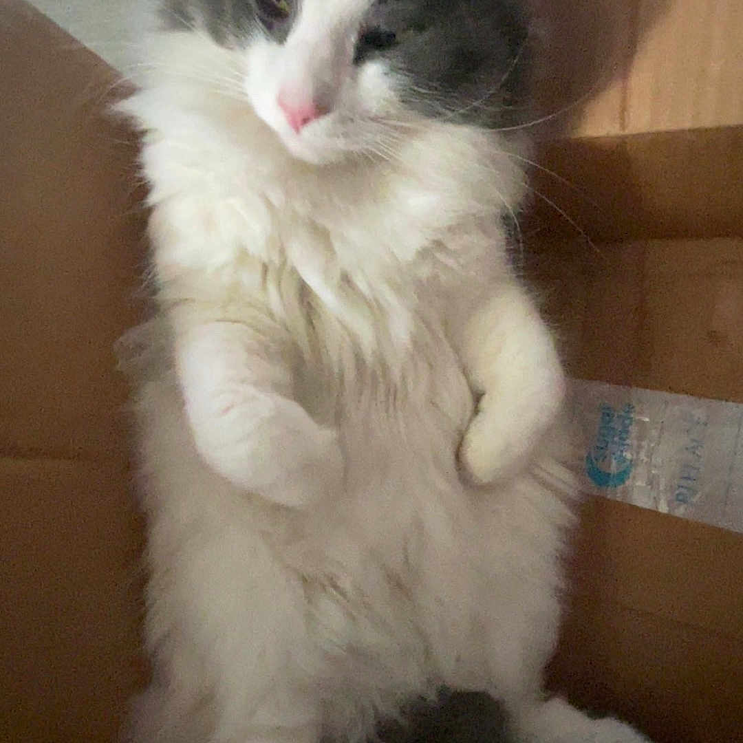 Toby joined the competition — help win amazing prizes! animal, box, cardboard_box, cat, cute, domestic, ears, feline, fluffy, fur, gray, indoor, nose, paws, pet, relaxed, sitting, sleepy, whiskers, white