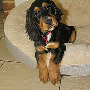Aïna participe au concours pour gagner de l'argent avec cette photo : puppy, dog, bed, indoor, tile_floor, black_and_tan, collar, pet, canine, fur, cute, young, animal, domestic, resting, looking, ears, paws, head_tilt, cozy
