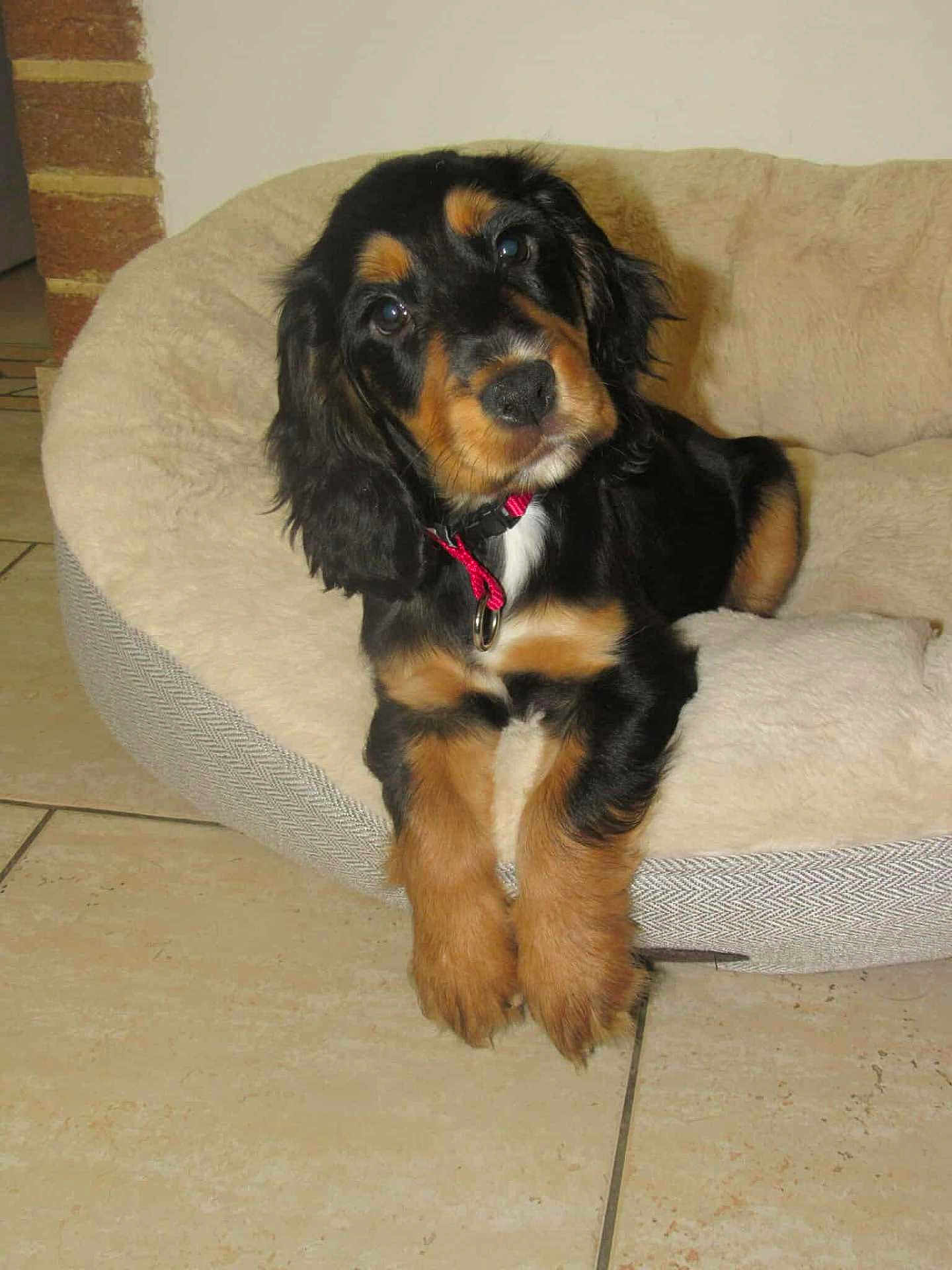 Aïna participe au concours pour gagner de l'argent avec cette photo : puppy, dog, bed, indoor, tile_floor, black_and_tan, collar, pet, canine, fur, cute, young, animal, domestic, resting, looking, ears, paws, head_tilt, cozy