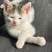 Harley joined the competition — help win amazing prizes! animal, cat, closeup, cute, domestic, ears, fabric, feline, fur, indoor, kitten, nose, paw, pet, resting, sleepy, small, soft, texture, whiskers