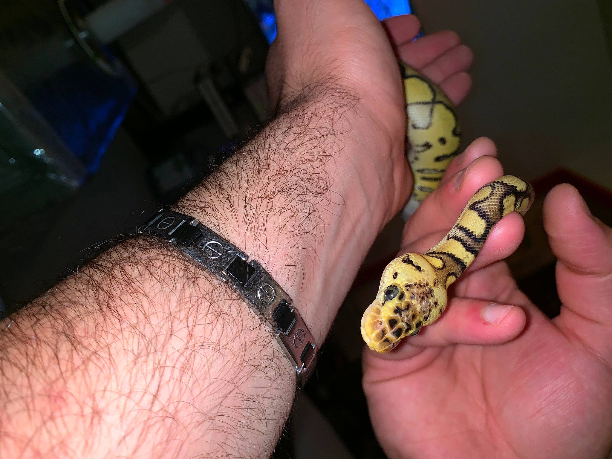 Clown a rejoint le concours — aidez-le/la à gagner de superbes lots ! colubridae, common_kingsnake, finger, hand, hognose_snake, kingsnake, milksnake, nail, python, python_family, reptile, scaled_reptile, serpent, snake, thumb, wrist