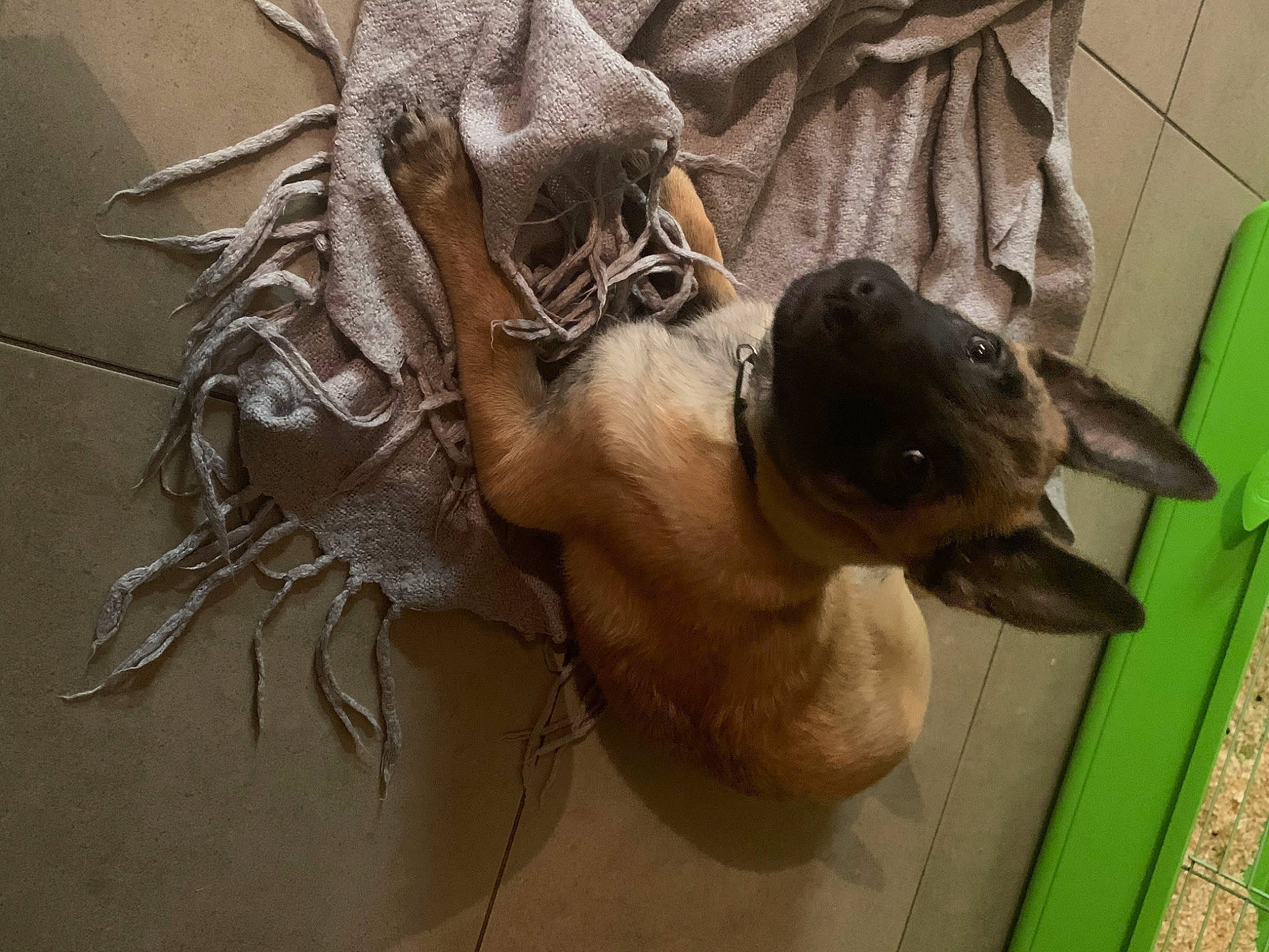 Oko a rejoint le concours — aidez-le/la à gagner de superbes lots ! canidae, carnivore, dog_breed, fawn