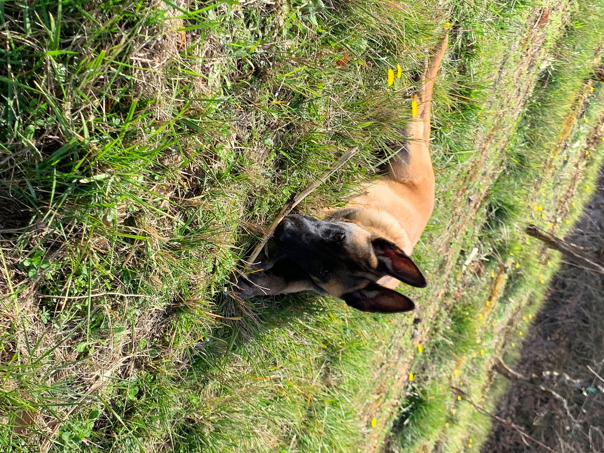 Oko participe au concours pour gagner de l'argent avec cette photo : canidae, carnivore, cat, fawn, felidae, grass, plant, plant_community, shrubland, tail, wildlife