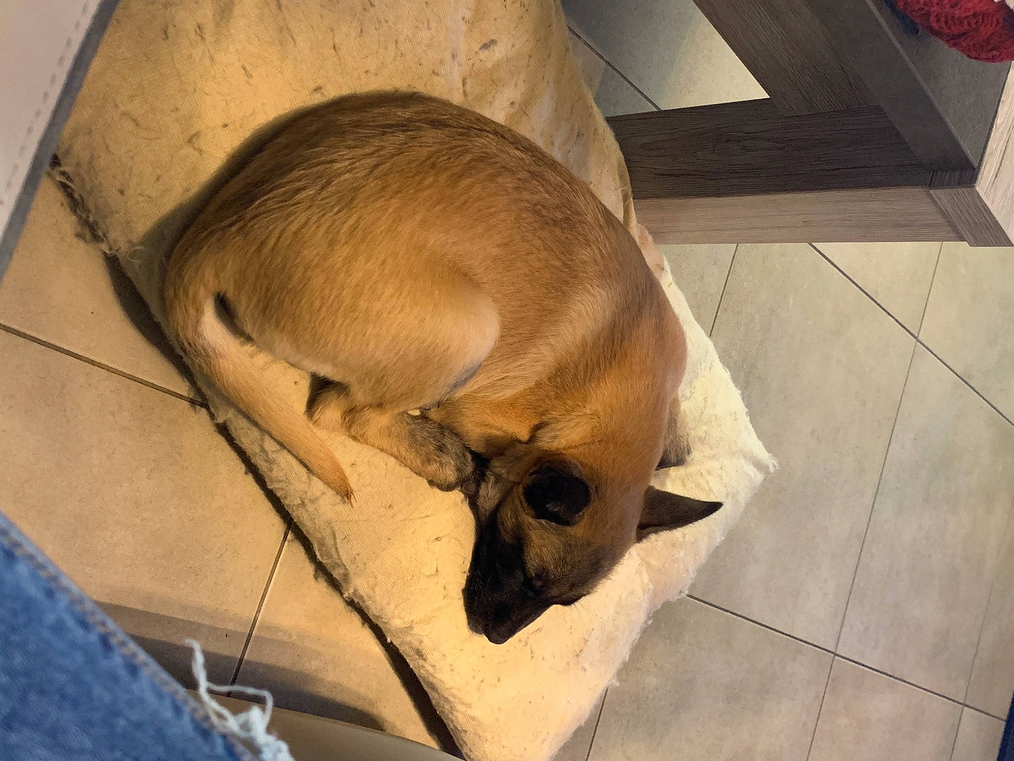 Oko participe au concours pour gagner de l'argent avec cette photo : black_mouth_cur, canidae, carnivore, companion_dog, dog, dog_breed, ear, fawn, puggle, puppy, snout, street_dog