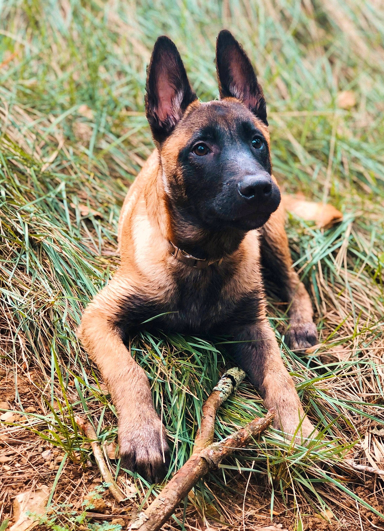 Oko a rejoint le concours — aidez-le/la à gagner de superbes lots ! belgian_shepherd, belgian_shepherd_malinois, canidae, carnivore, dog, dog_breed, dutch_shepherd_dog, fawn, grass, mammal, plant, rare_breed_dog, snout, vertebrate, wildlife