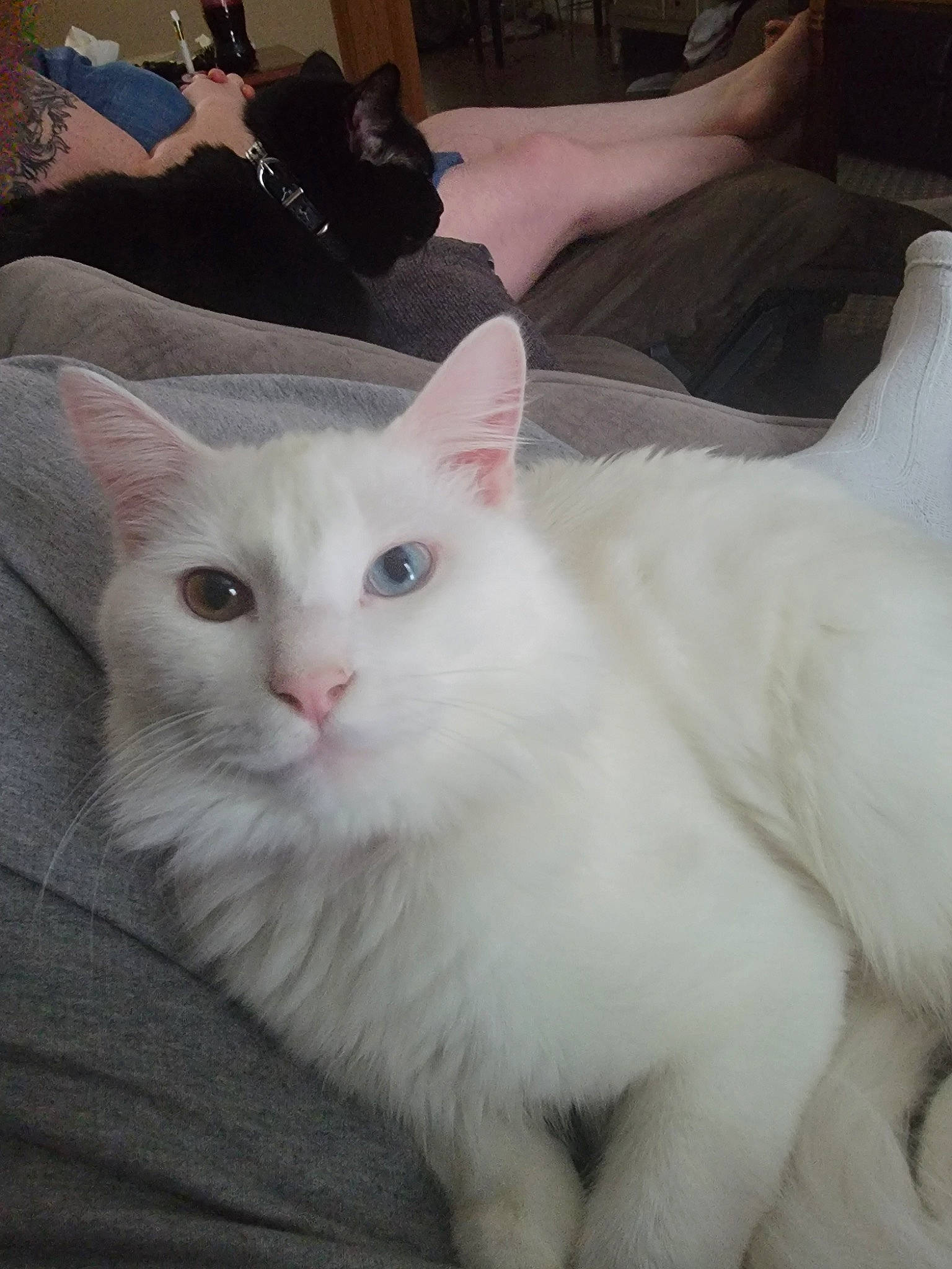 Kane joined the competition — help win amazing prizes! carnivore, cat, claw, comfort, domestic_short_haired_cat, felidae, fur, head, paw, small_to_medium_sized_cats, snout, tail, vehicle_registration_plate, whiskers