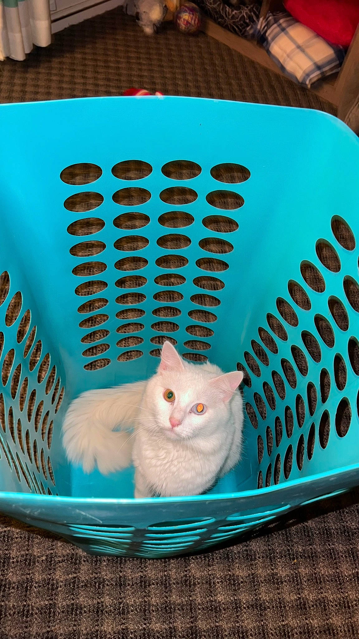 Kane is registered to the contest to win money with this photo: aqua, azure, blue, carnivore, cat, cat_supply, comfort, electric_blue, felidae, home_appliance, hood, pattern, pet_supply, photograph, plastic, product, small_to_medium_sized_cats, whiskers, white, yellow