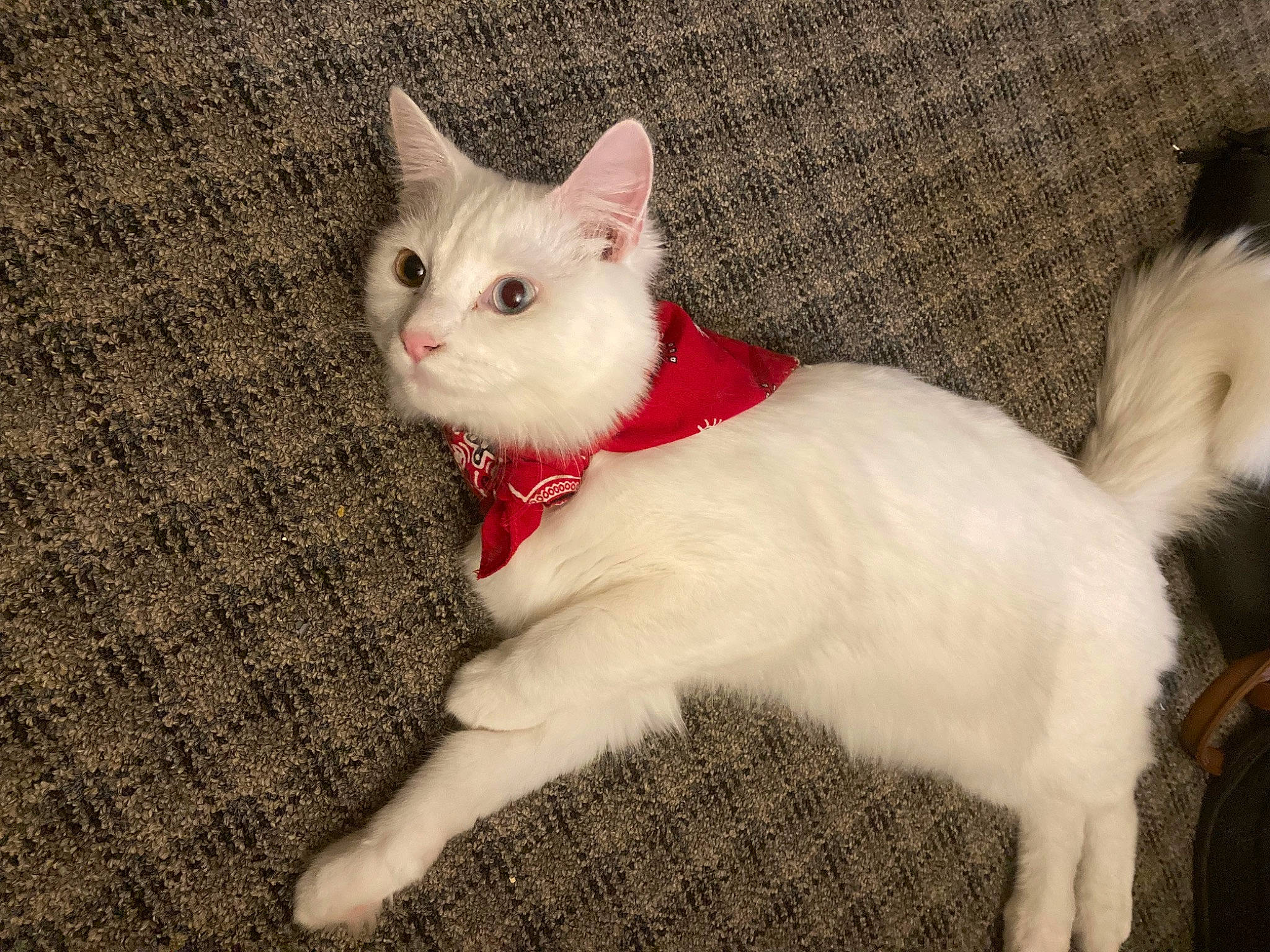 Kane is registered to the contest to win money with this photo: carnivore, cat, claw, comfort, domestic_short_haired_cat, ear, eye, fawn, felidae, fur, head, iris, paw, pet_supply, small_to_medium_sized_cats, snout, tail, terrestrial_animal, whiskers