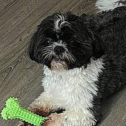 Marco joined the competition — help win amazing prizes! dog, black_and_white, fluffy, toy, chew_toy, green, paws, slipper, floor, wooden_floor, pet, cute, lying_down, indoor, animal, fur, small_dog, relaxed, playful, domestic
