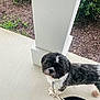 Marco joined the competition — help win amazing prizes! dog, black_and_white, fluffy, curious, leash, porch, concrete, column, greenery, mulch, pet, outdoor, small_dog, fur, cute, animal, sidewalk, looking_up, companion, domestic