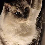 Ziggy a rejoint le concours — aidez-le/la à gagner de superbes lots ! abyssinian, angora, animal, cat, kitten, manx, pet, siamese