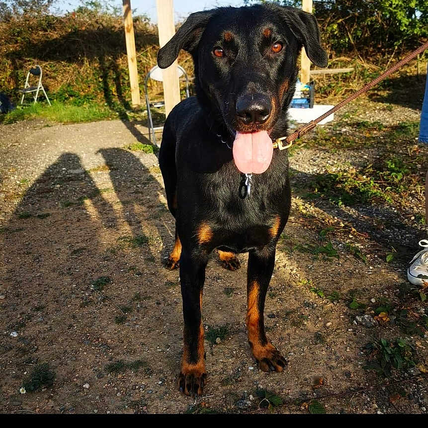 Freeman a rejoint le concours — aidez-le/la à gagner de superbes lots ! animal, black_dog, chair, collar, daylight, dog, fur, grass, gravel_path, happy, leash, nature, outdoor, person_shadow, pet, shadows, sunlight, tan_markings, tongue_out, tree