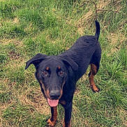 Freeman a rejoint le concours — aidez-le/la à gagner de superbes lots ! dog, black_dog, tan_markings, grass, outdoor, pet, canine, animal, happy, tongue_out, ears, tail, nature, field, playful, mammal, standing, looking, friendly, daytime