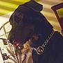 dog, black_dog, pet, indoor, chain_collar, birdcage, furniture, shadow, window_blinds, tongue_out, close_up, animal, domestic, home, portrait, canine, companion, lighting, wall, yellow