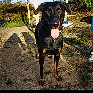 Lil a rejoint le concours — aidez-le/la à gagner de superbes lots ! dog, black_dog, tan_markings, outdoor, sunlight, gravel_path, leash, happy, tongue_out, animal, pet, nature, grass, shadows, collar, chair, person_shadow, daylight, tree, fur
