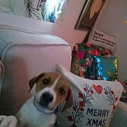 Brady joined the competition — help win amazing prizes! animal, architecture, building, canine, couch, cushion, dog, face, furniture, head, homedecor, hound, indoors, interiordesign, livingroom, person, pet, photography, portrait, puppy