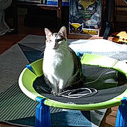 Midolie participe au concours pour gagner de l'argent avec cette photo : animal, architecture, bookcase, building, cat, couch, face, furniture, hardwood, head, helmet, indoors, kitten, livingroom, manx, person, pet, room, shelf, wood
