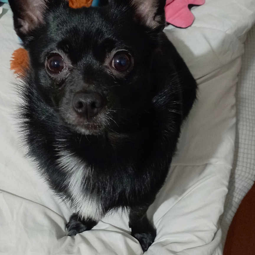 Paco a rejoint le concours — aidez-le/la à gagner de superbes lots ! dog, black_dog, bed, stuffed_animals, indoor, pet, ears, white_bedspread, phone_screen, apps, plush_toys, cute, looking_up, small_dog, home, cozy, animal, portrait, domestic, furry