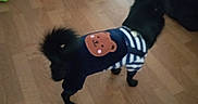 Paco a rejoint le concours — aidez-le/la à gagner de superbes lots ! animal, bear_design, black_dog, cabinet, clothing, cute, dog, domestic, flooring, furniture, home, indoor, looking_away, pet, playful, small_dog, striped_outfit, stuffed_toy, toys, wooden_floor