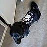 dog, black_dog, pet_clothing, shirt, paw_print, indoor, floor, door, blurred, pet, animal, canine, guard, security, furniture, home, domestic_animal, tail, standing, blur