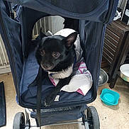 Paco a rejoint le concours — aidez-le/la à gagner de superbes lots ! dog, black_dog, pet_stroller, sweater, indoor, floor, wheels, pet_bowl, curious, blanket, leash, small_dog, resting, comfort, cozy, canine, animal, household, furniture, container