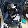 dog, black_dog, pet_stroller, sweater, indoor, floor, wheels, pet_bowl, curious, blanket, leash, small_dog, resting, comfort, cozy, canine, animal, household, furniture, container