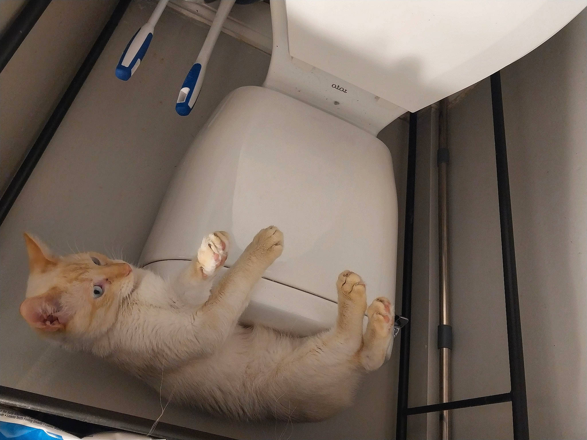 Gabriel joined the competition — help win amazing prizes! car_seat, carnivore, cat, comfort, domestic_short_haired_cat, fawn, felidae, fur, linens, luxury_vehicle, nap, paw, room, small_to_medium_sized_cats, tail, whiskers